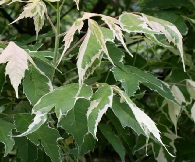 klon variegatum - niewielkie drzewo o zielonych lisciach z bialym marginesem